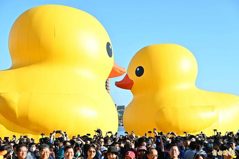 黃色小鴨展出19天來，累計參觀人次突破600萬。圖為黃色小鴨在情人節上演「小鴨遊港趣」團聚KISS。（圖片提供：自由時報）
